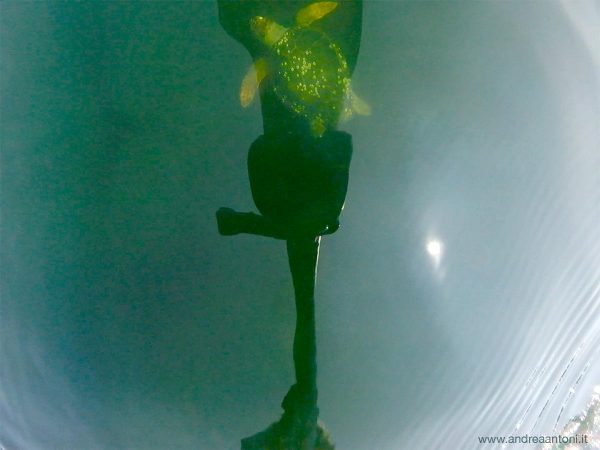 caretta-caretta-monfalcone
